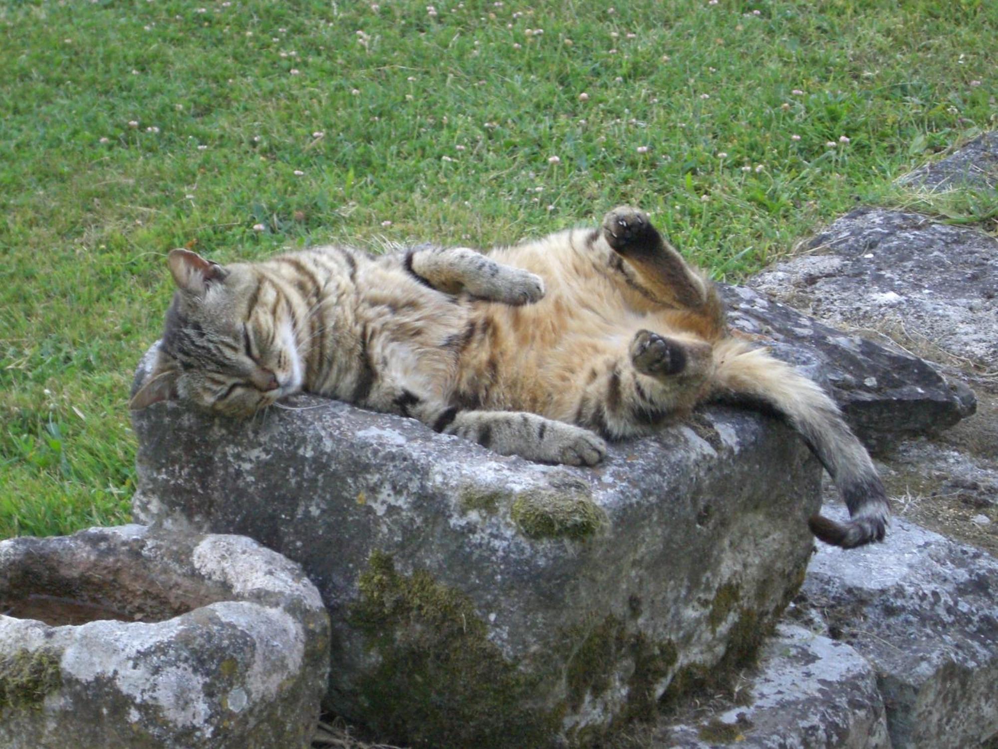 ホテル Chateau Des Salles Saint-Fort-sur-Gironde エクステリア 写真