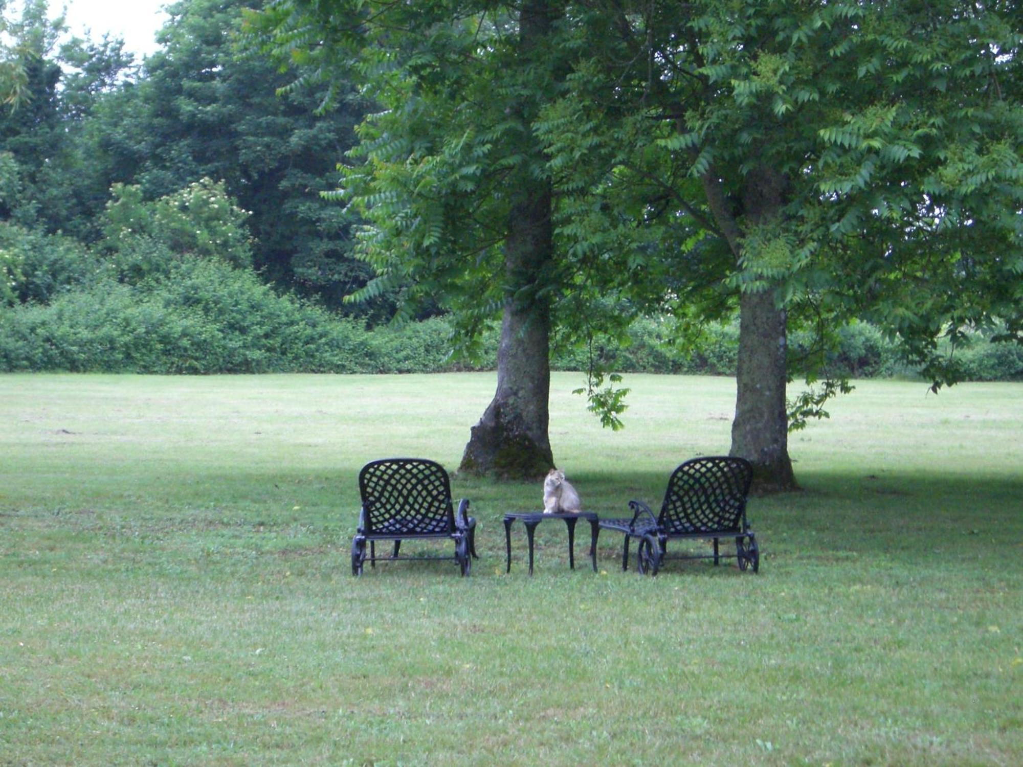 ホテル Chateau Des Salles Saint-Fort-sur-Gironde エクステリア 写真